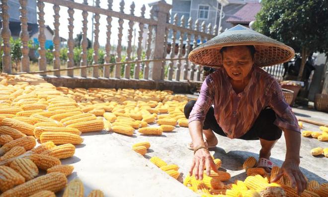 泪目！狮子湾全村凑半船人宁输不让外人登船猎德村成“笑柄”(图3)