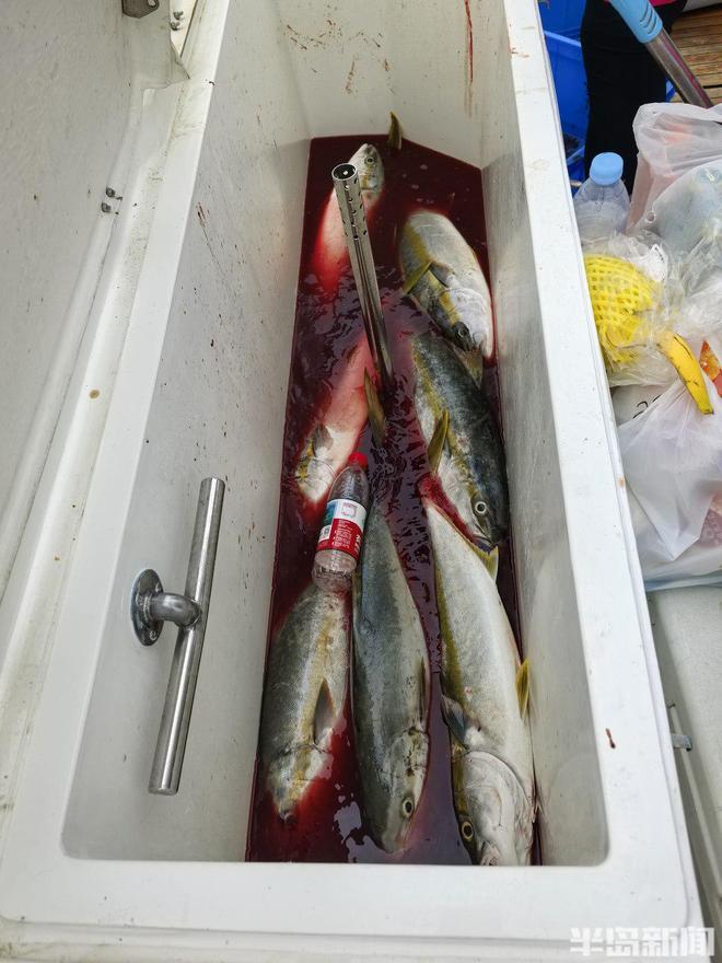 桂东出海记｜一场比赛引百万人围观 青岛离“海钓第一城”有多远？九游娱乐官方网站(图3)