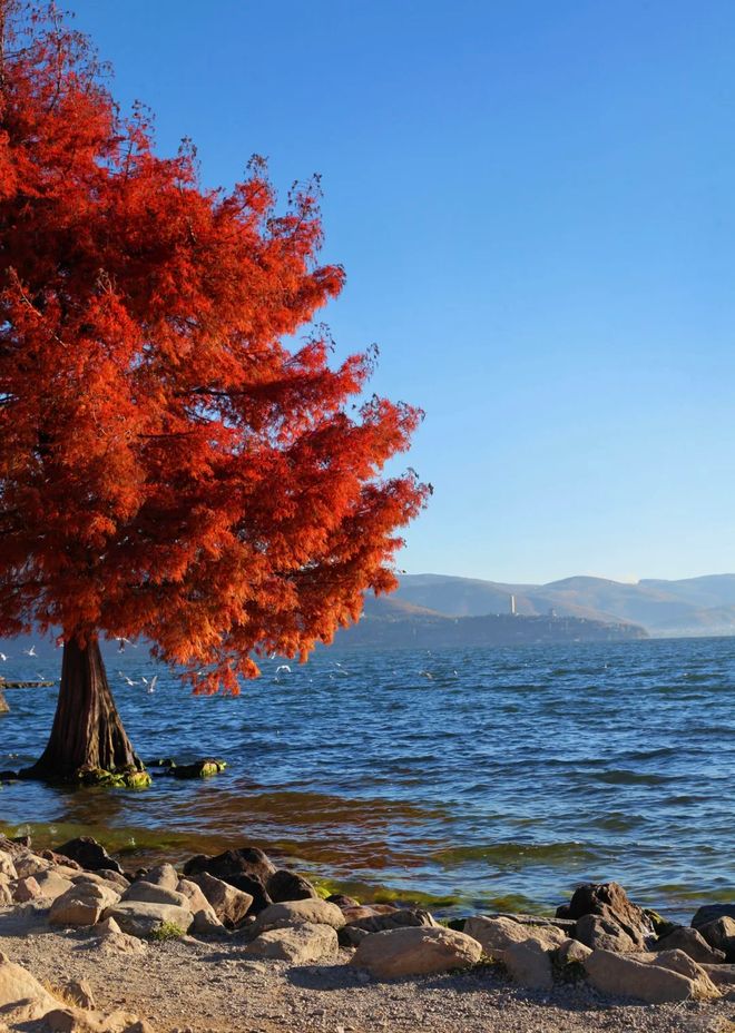 九游app2025云南口碑最好旅行社！昆明旅游首选哪家？远胜游亲测独家推荐(图2)