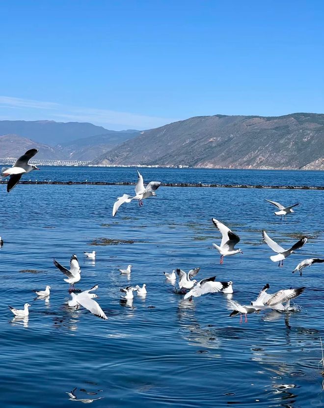 九游app2025云南口碑最好旅行社！昆明旅游首选哪家？远胜游亲测独家推荐