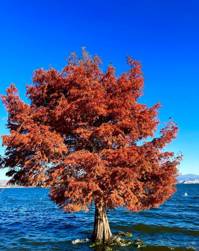 九游app2025云南口碑最好旅行社！昆明旅游首选哪家？远胜游亲测独家推荐(图3)