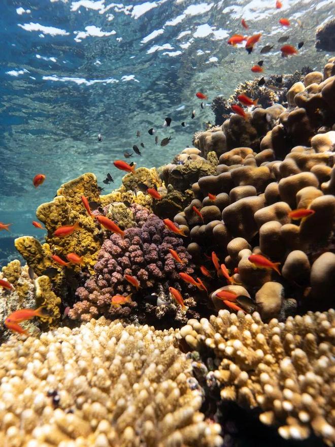 科幻感艾迪逊惊艳开业11 家奢牌坐镇这个度假天堂很拉风(图31)