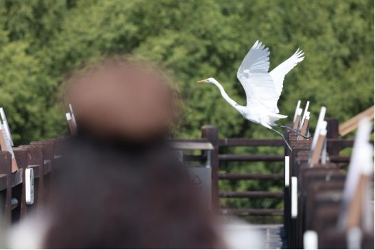 1212开幕！品鲜蚝、逛湿地、抽温泉票铁涌农文旅盛宴喊你打卡(图3)